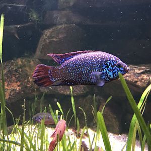 Hemichromis letourneuxi 280118