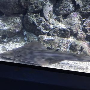 Shovelnose guitarfish 280118