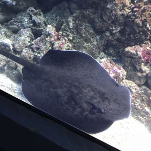 Round ribbontail ray 280118