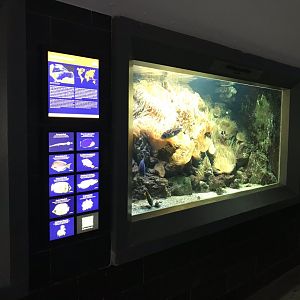 Aquarium exhibit 280118