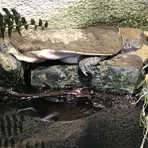 Spiny softshell turtle (Apalone spinifera) 280118