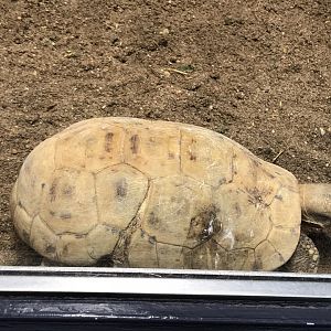 Bell’s hingeback tortoise (Kinixys belliana) 280118