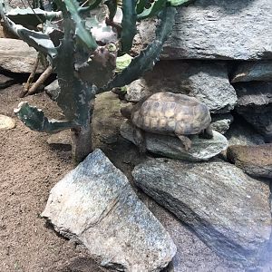 Malacochersus tornieri 280118