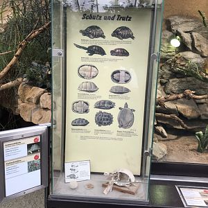 Chelonian display including skeleton 280118
