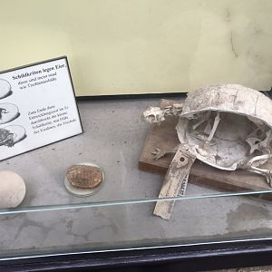 Skeleton in Chelonian display cabinet 280118