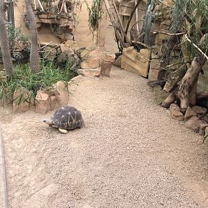 Radiated tortoise and Panther chameleon exhibit 280118