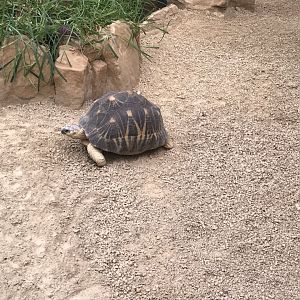 Radiated tortoise 280118