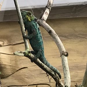 Panther chameleon 280118