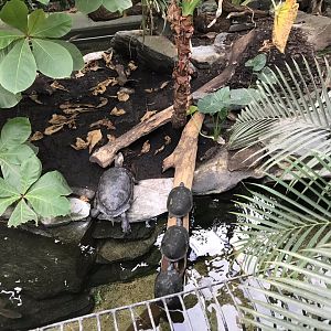 Yellow-spotted river turtle and other inhabitant(s) from central mixed exhibit in Reptile House 280118