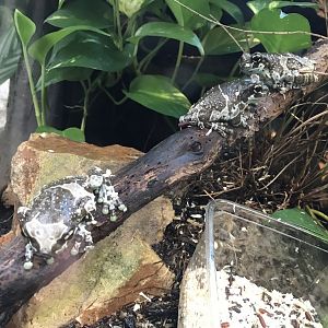 Amazon milk frogs 280118