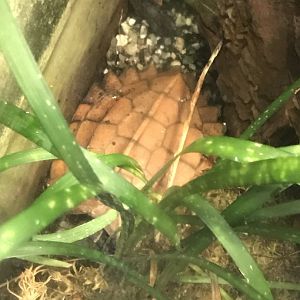 Black-breasted leaf turtle 280118