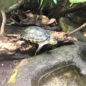 Chinese stripe-necked turtle 280118