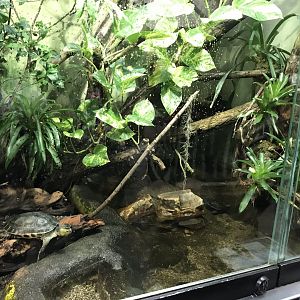 Mixed turtle exhibit 280118