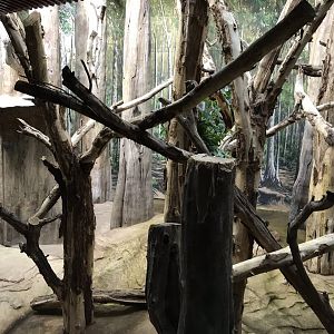 Koala exhibit 280118