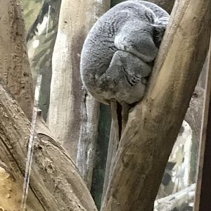 Koala 280118