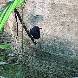 Purple honeycreeper 280118