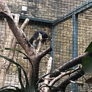 Sri Lankan giant squirrel 280118