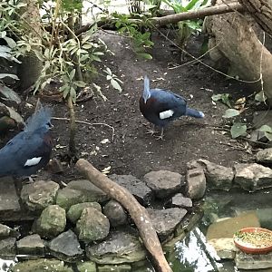Victoria crowned pigeons 280118
