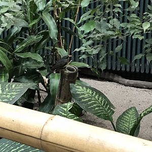 Asian black bulbul 280118