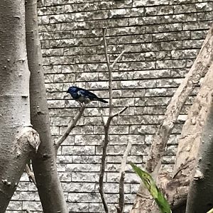 White-bellied tanager 280118