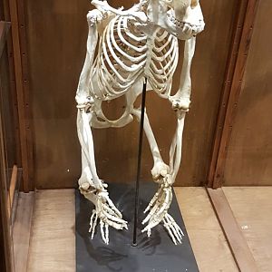 Chimp-skeleton