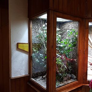 Enclosure Philippine giant stick-insect