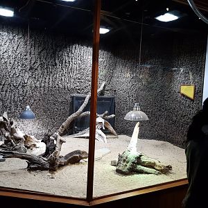 Enclosure Bearded dragon