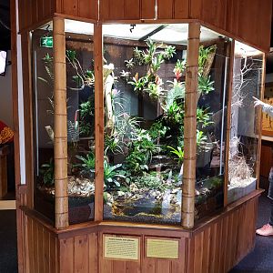 Mantella - Day gecko-enclosure