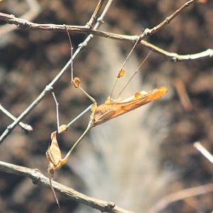 Wandering violin mantis - Gongylus gongylodes