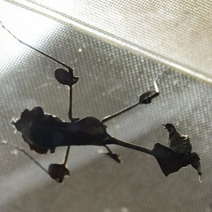 Wandering violin mantis