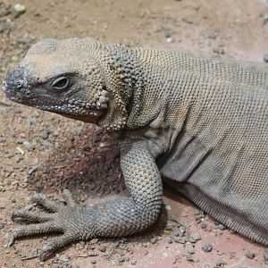 Chuckwalla