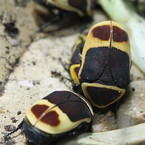 African flower-beetles