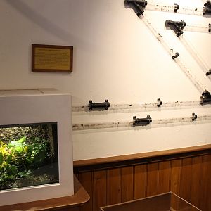 Leafcutter ant-enclosure