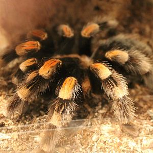 Tarantula