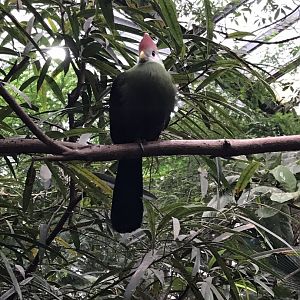 Red-crested turaco 280118