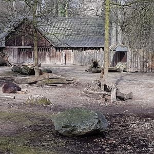 Musk ox enclosure