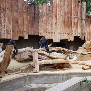 Gorilla indoors accommodation only