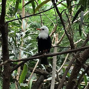Asian black bulbul 280118