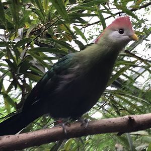 Red-crested turaco 280118