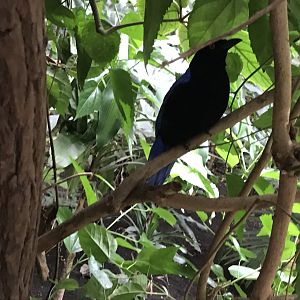 Fairy bluebird 280118