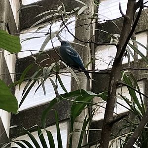 Blue-grey tanager 280118