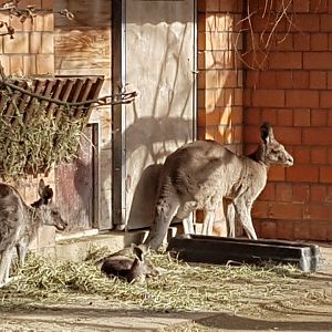 Grey kangaroos