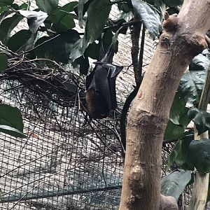 Island flying fox 280118