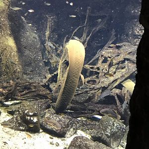 Gondwanaland - Aquarium exhibit 280118