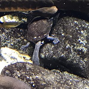 Gondwanaland - Eastern long-necked turtle 280118