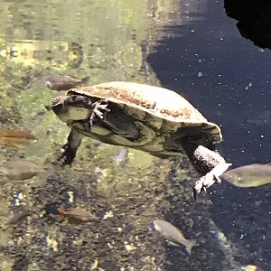 Gondwanaland - Eastern long-necked turtle 280118