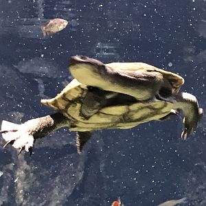 Gondwanaland - Eastern long-necked turtle 280118