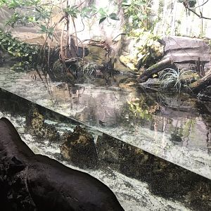 Gondwanaland exhibit 280118