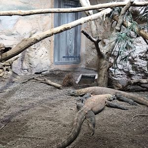 Gondwanaland - Monitor lizard sp. 280118