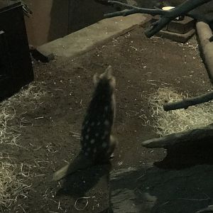 Gondwanaland - Eastern quoll 280118